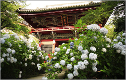 �Ⓦ�R�R�ω���ꏄ��E�Ⓦ�R�R�ω���ꏄ��o�X�c�A�[�\��